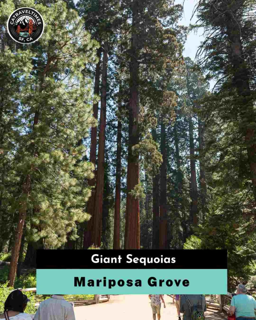 Midday: Mariposa Grove of Giant Sequoias