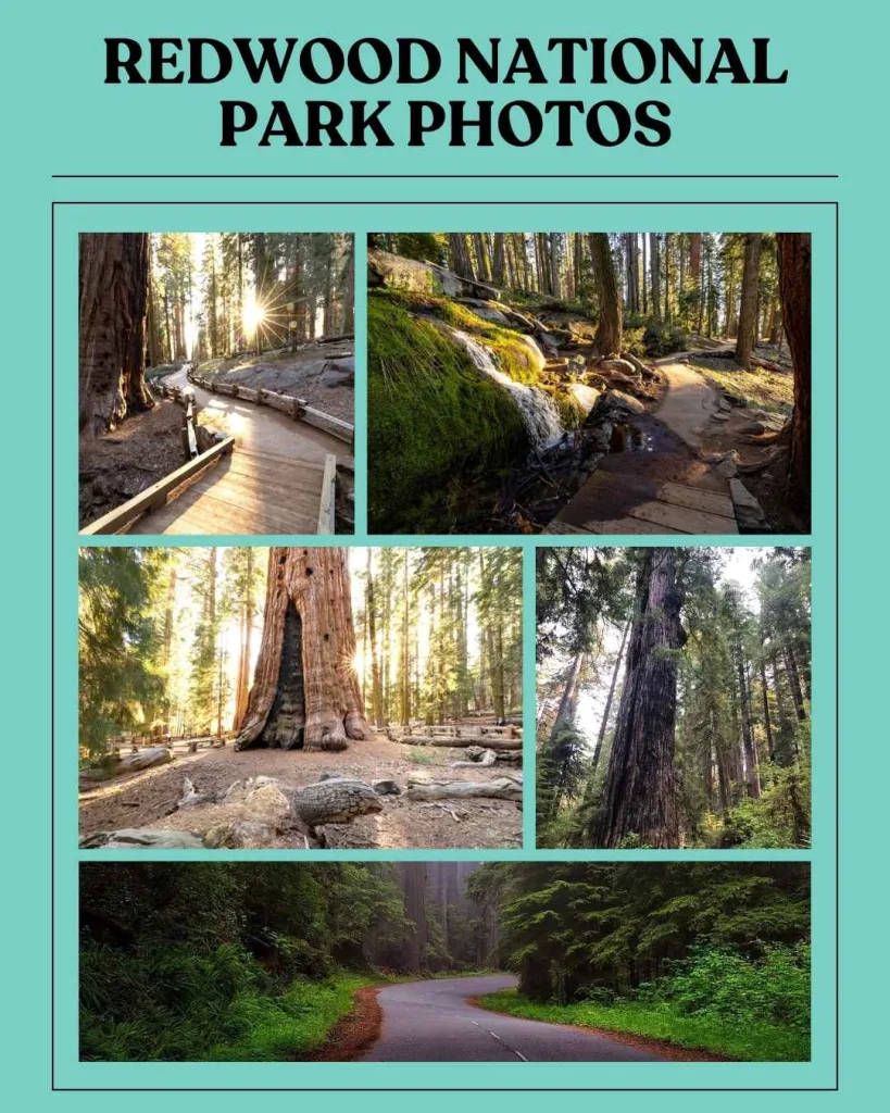 Redwood National Park Photos — Best Spots for Photography