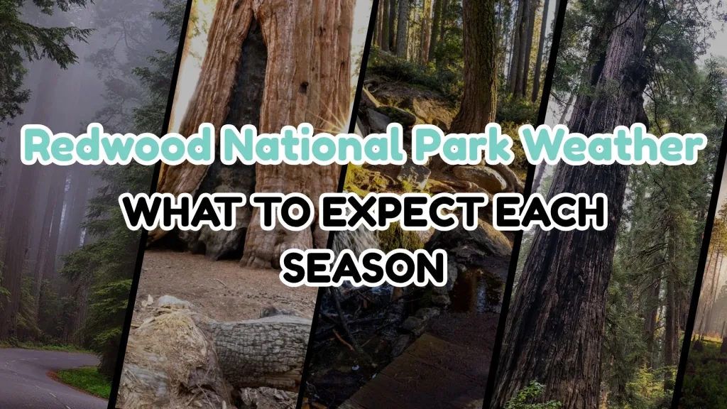 Redwood National Park Weather — What to Expect Each Season