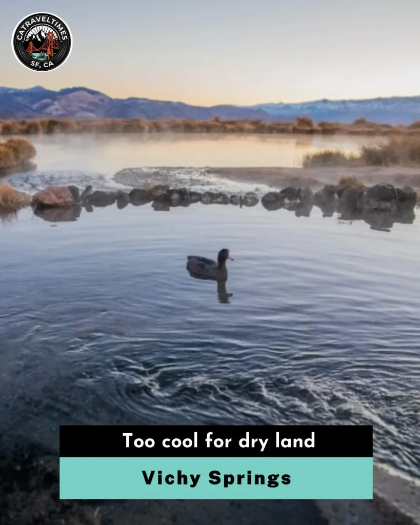Vichy Springs Too cool for dry land 