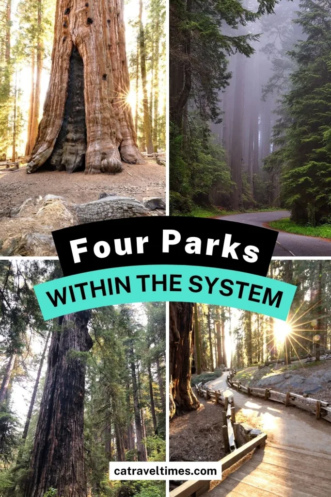 What Is Redwood National Park
