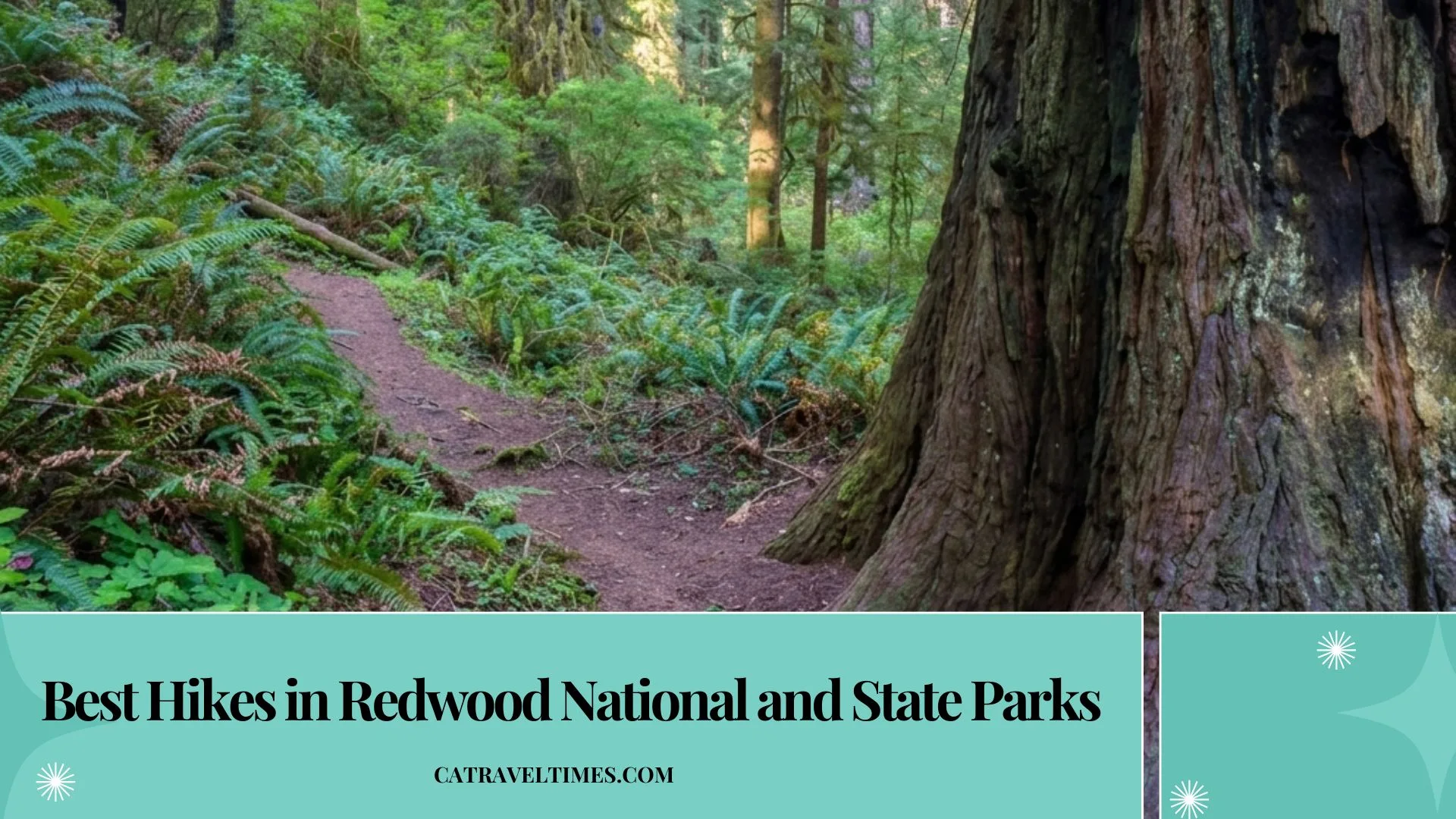 11 Best Hikes in Redwood National and State Parks (Complete Trail Guide) 1 Best Hikes in Redwood National and State Parks