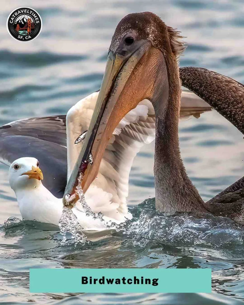 10+ Best Things to Do in Channel Islands National Park (2026 Complete Guide) 10 Birdwatching — Western Gulls and Brown Pelicans