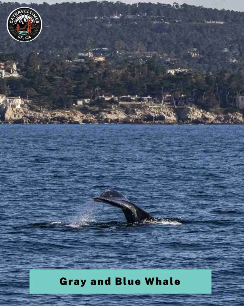 10+ Best Things to Do in Channel Islands National Park (2026 Complete Guide) 7 Whale Watching (Gray and Blue Whales)