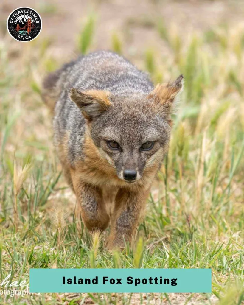 10+ Best Things to Do in Channel Islands National Park (2026 Complete Guide) 6 Wildlife Watching — Island Fox Spotting