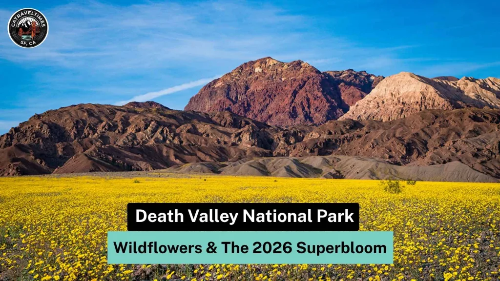 Death Valley National Park Wildflowers & The 2026 Superbloom