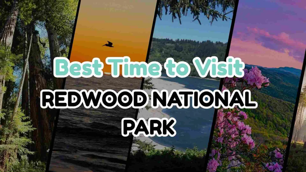 Best Time to Visit Redwood National & State Parks in 2026