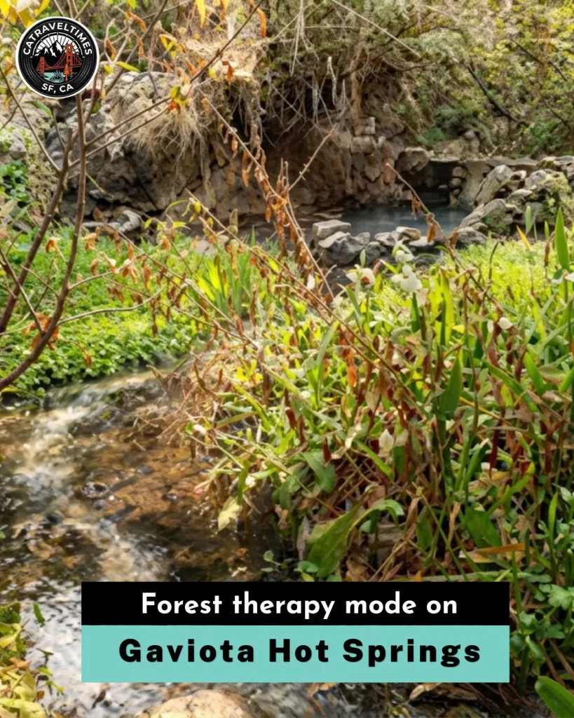 Gaviota Hot Springs, Near Santa Barbara, CA: Updated Guide 2026 4 Gaviota Hot Springs Forest therapy mad on