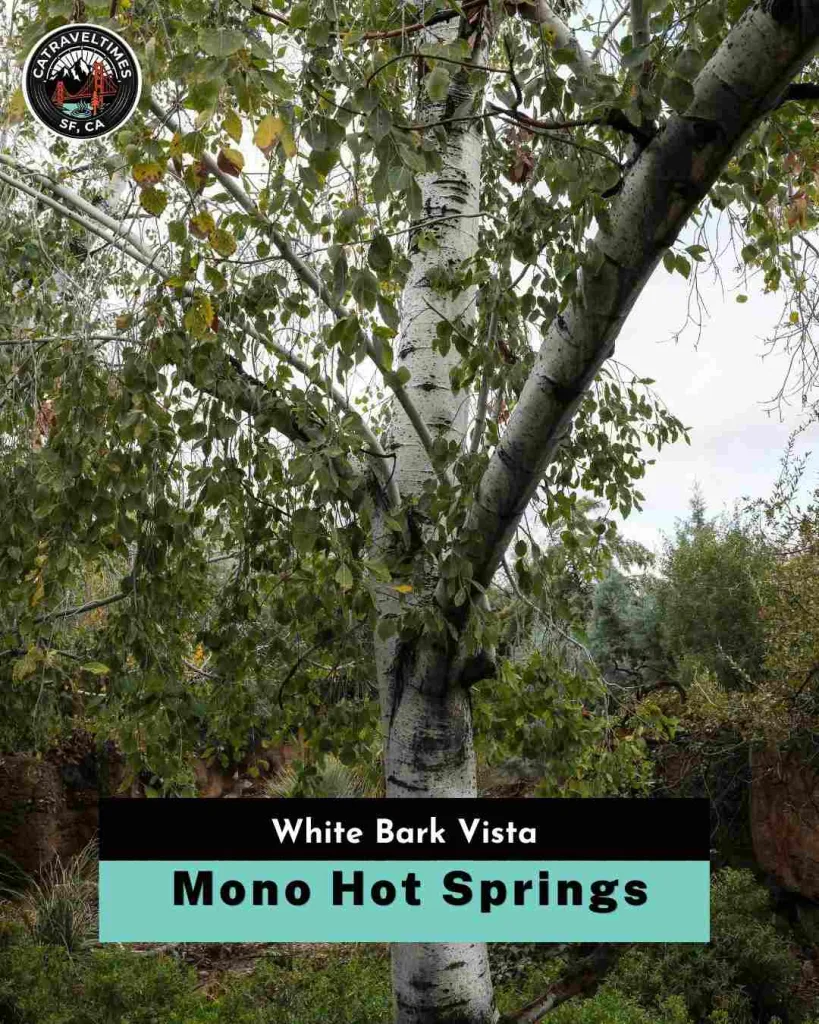 Mono Hot Springs White Bark Vista