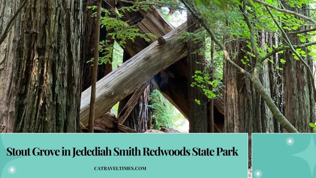 Stout Grove in Jedediah Smith Redwoods State Park