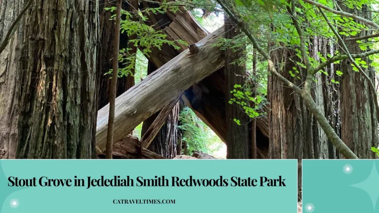 Stout Grove in Jedediah Smith Redwoods State Park