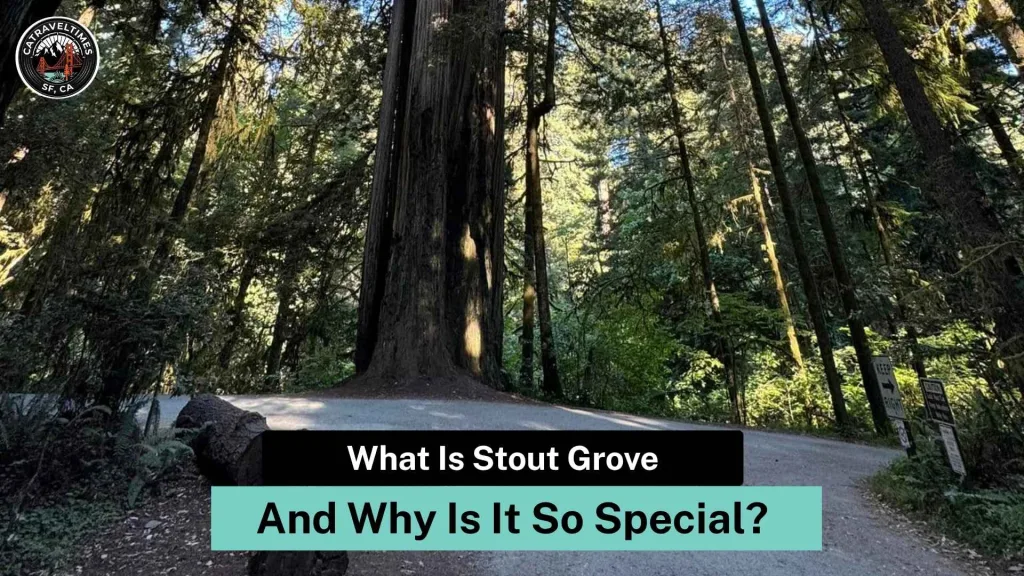 What Is Stout Grove — And Why Is It So Special?