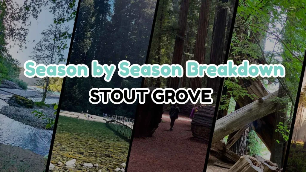 Best Time to Visit Stout Grove