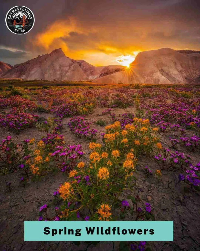 10 Things to Do in Pinnacles National Park in Central California (2026 Guide) 7 See the Spring Wildflowers