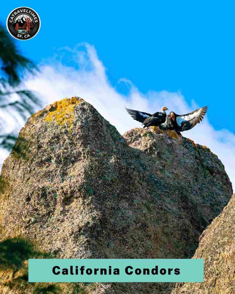 10 Things to Do in Pinnacles National Park in Central California (2026 Guide) 6 Watch California Condors