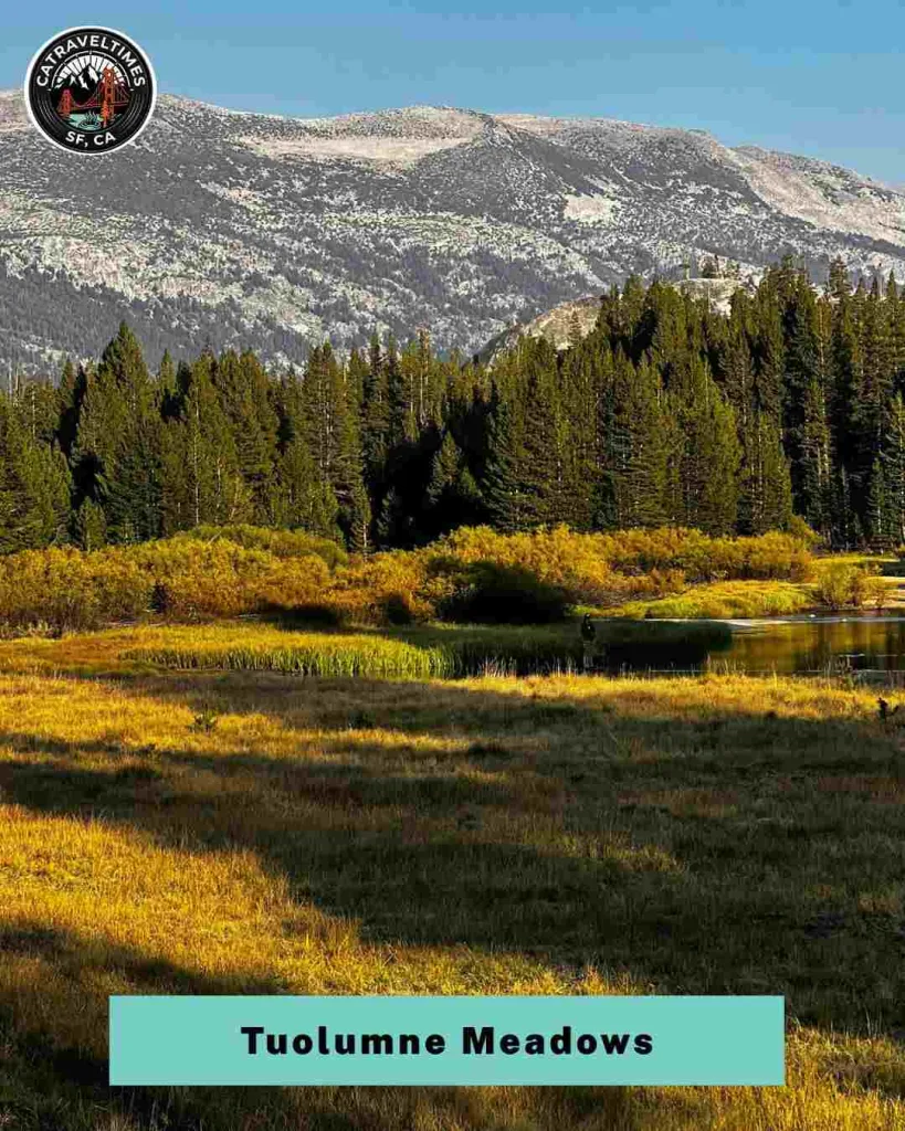 Watch for Wildlife in Tuolumne Meadows