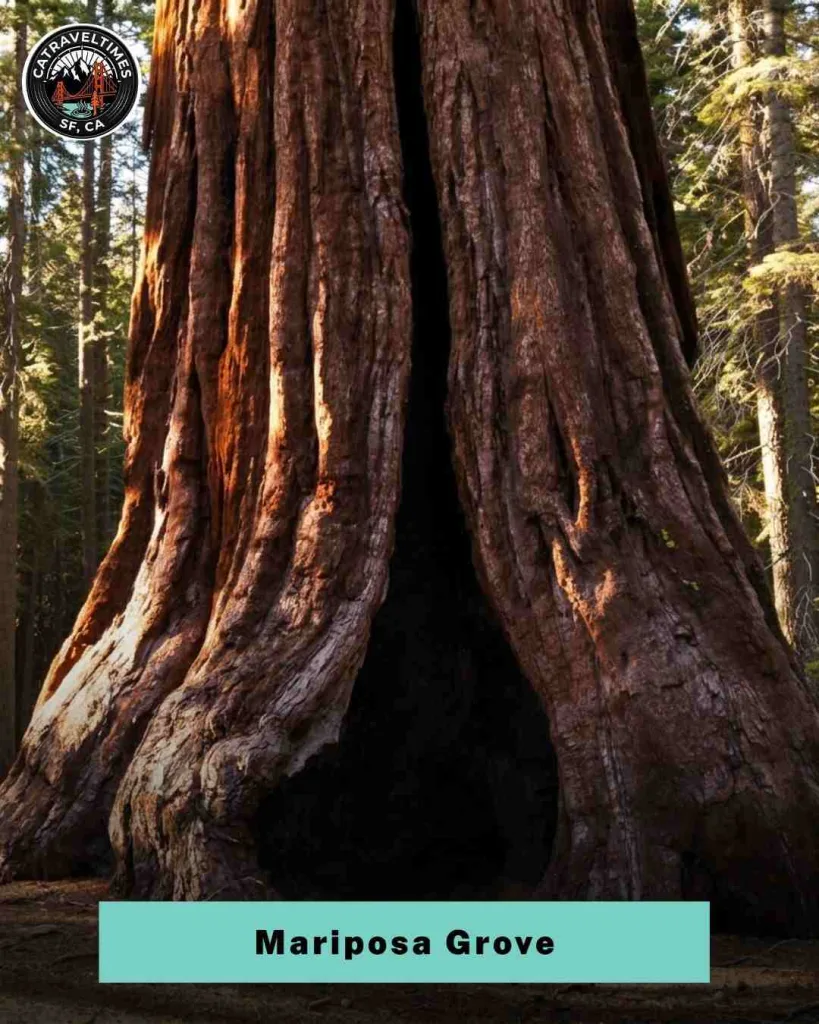 Explore Mariposa Grove (Giant Sequoias)