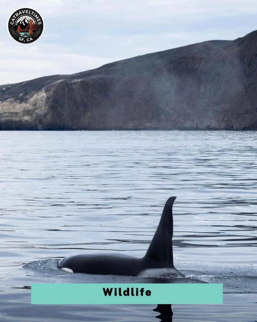 Day Trip to Channel Islands National Park: My Complete Experience Guide 8 Wildlife: Island Foxes, Dolphins, and More