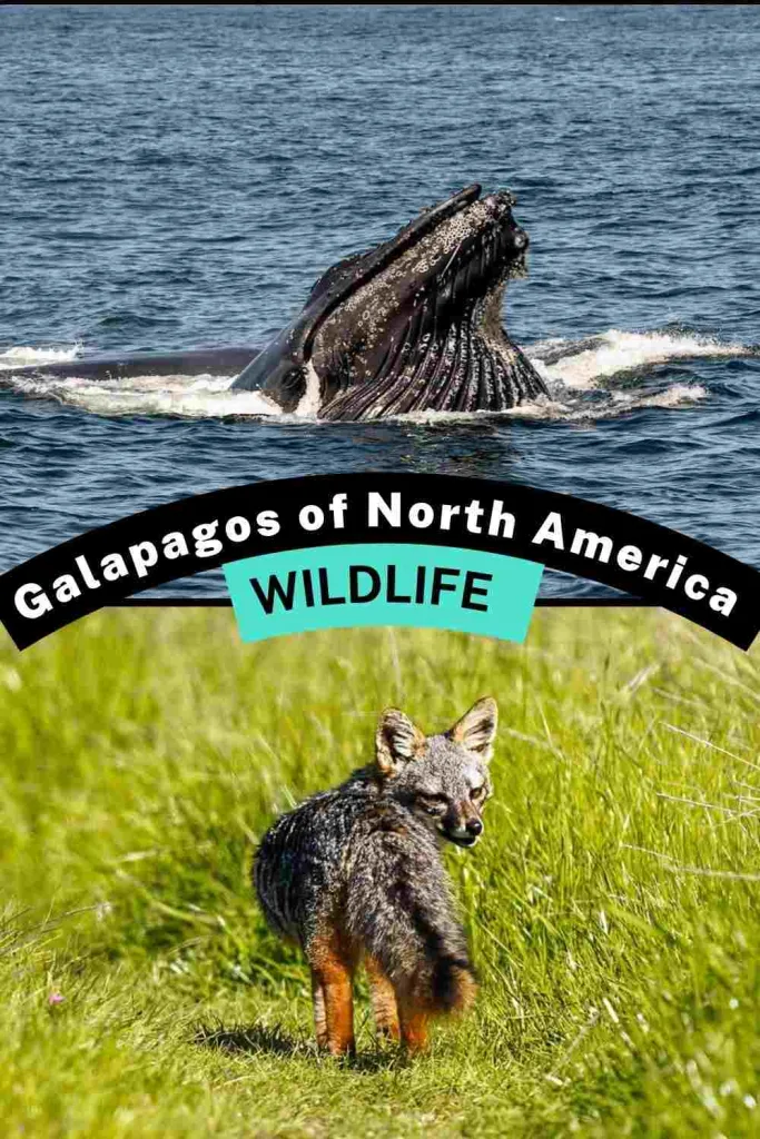 Wildlife You'll Actually See on This Trail