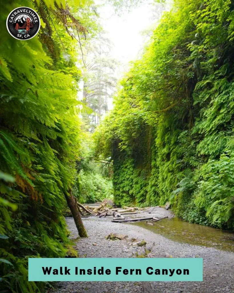 11 Best Hikes in Redwood National and State Parks (Complete Trail Guide) 4 things to do in redwood national and state parks 1 1