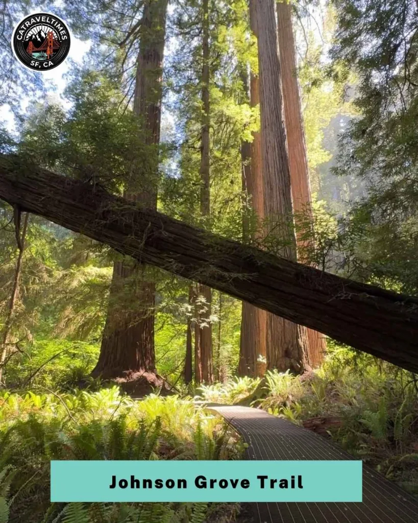 11 Best Hikes in Redwood National and State Parks (Complete Trail Guide) 3 things to do in redwood national and state parks 1