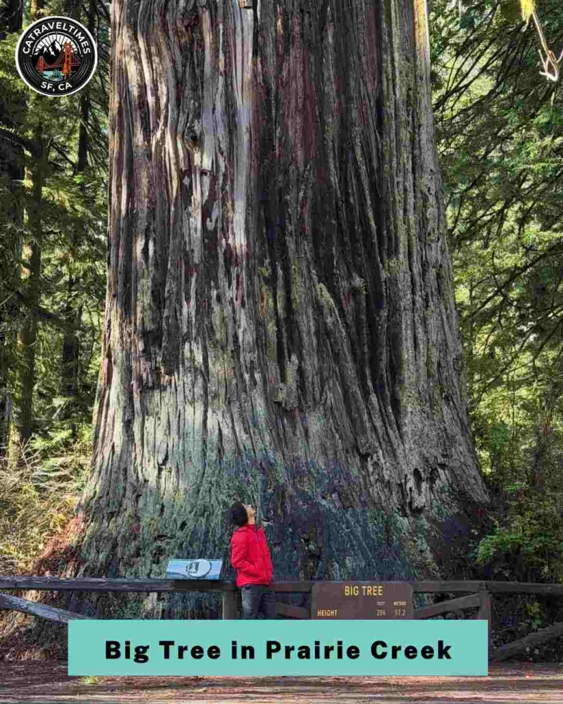 Stand Beneath the Big Tree in Prairie Creek