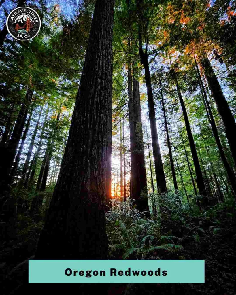Hike the Oregon Redwoods Trail Near Brookings