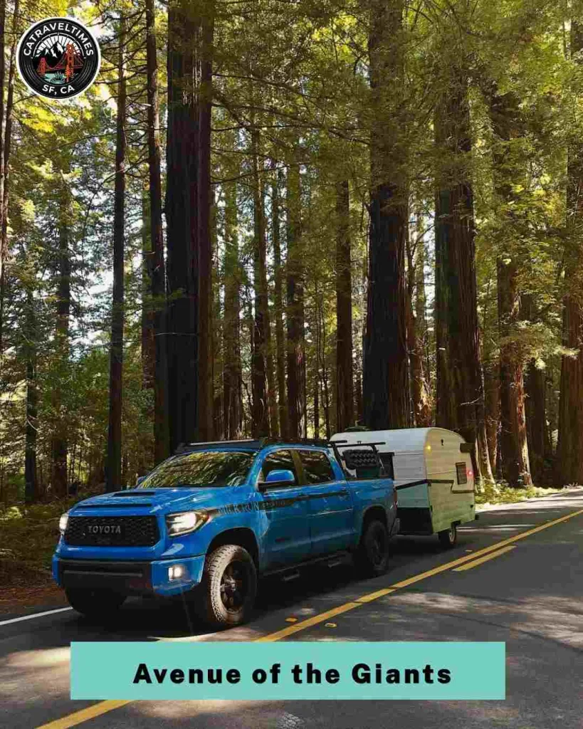 Cruise All 31.5 Miles of the Avenue of the Giants