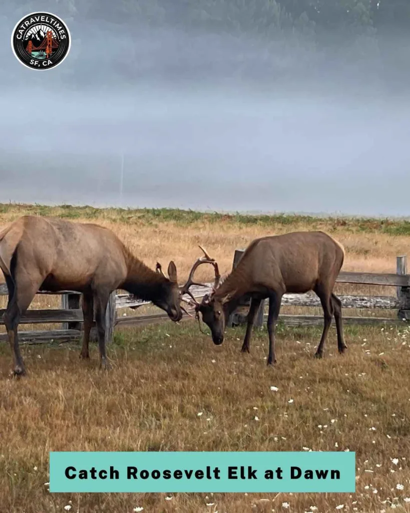 Catch Roosevelt Elk at Dawn on the Elk Prairie Meadow