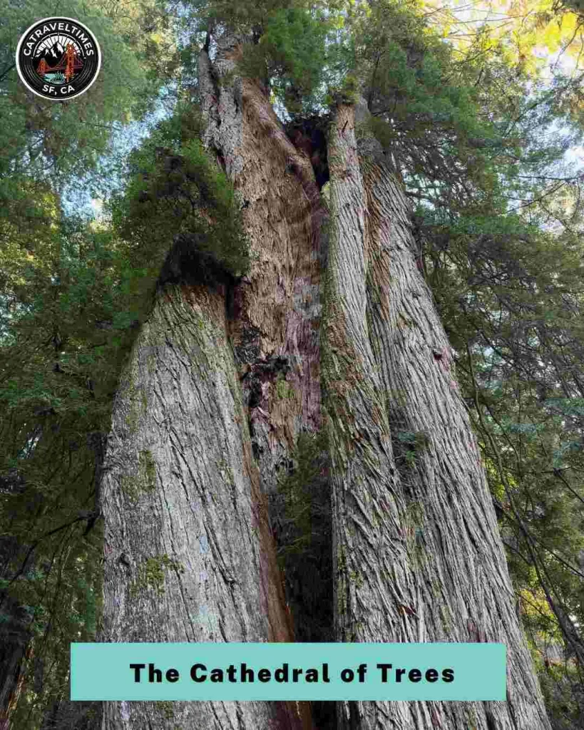 Drive Howland Hill Road — the Cathedral of Trees