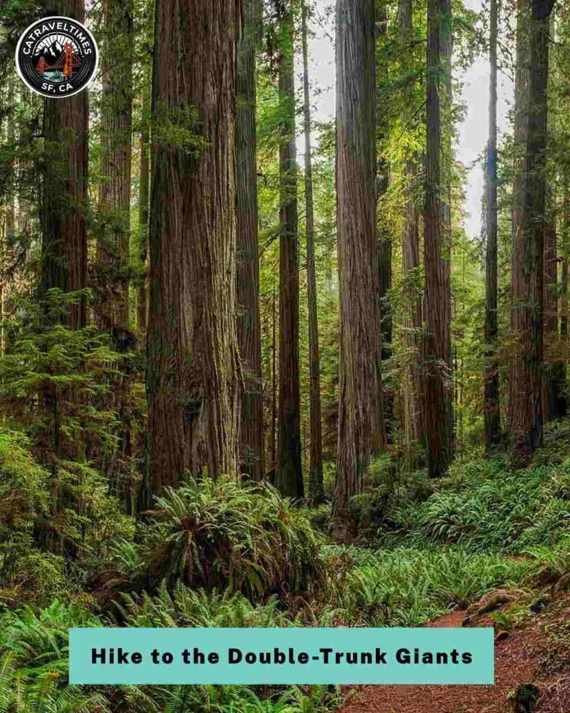 11 Best Hikes in Redwood National and State Parks (Complete Trail Guide) 11 things to do in redwood national and state parks 18 compressed