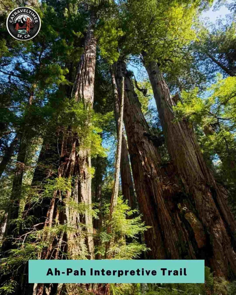 11 Best Hikes in Redwood National and State Parks (Complete Trail Guide) 9 things to do in redwood national and state parks 6 compressed