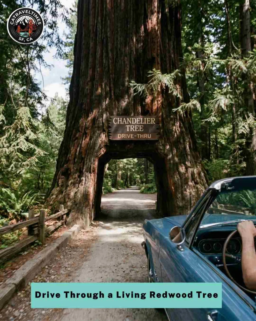 Drive Through a Living Redwood Tree