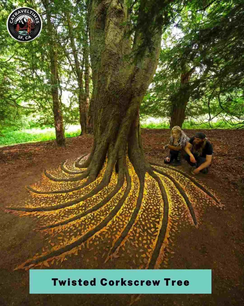 Find the Twisted Corkscrew Tree — Prairie Creek's Living Sculpture