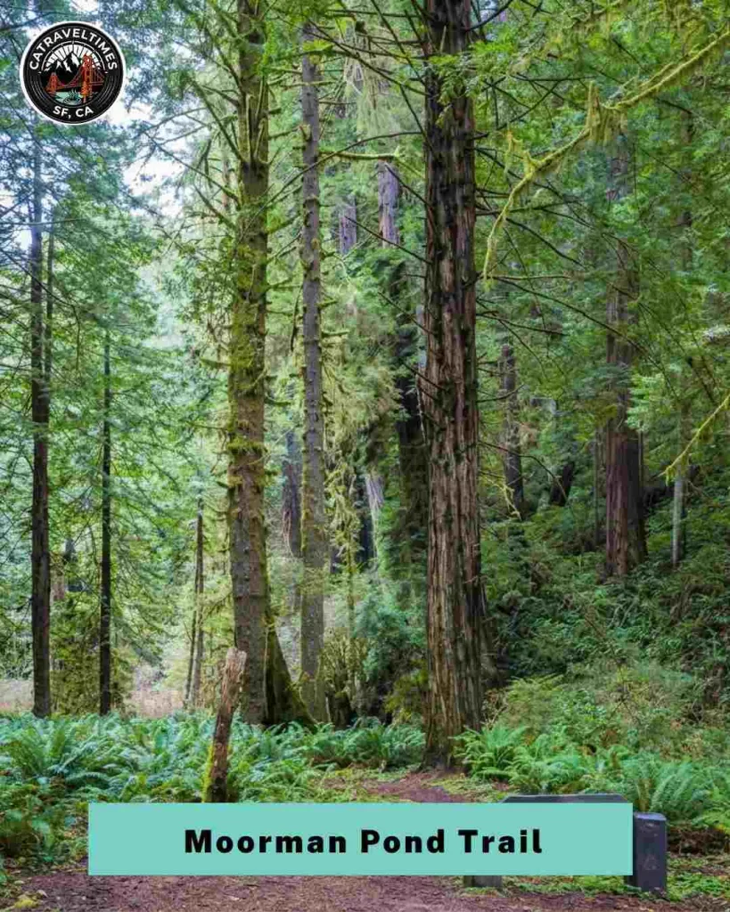 11 Best Hikes in Redwood National and State Parks (Complete Trail Guide) 8 things to do in redwood national and state parks compressed 1
