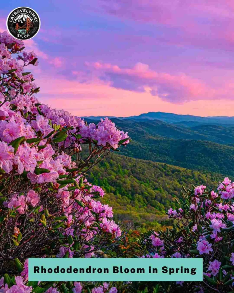  Photograph the Rhododendron Bloom in Spring