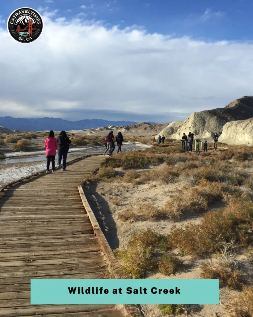  Spot Desert Wildlife at Salt Creek Interpretive Trail