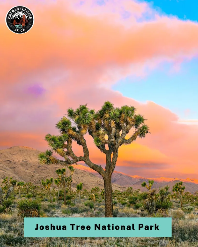  Joshua Tree National Park