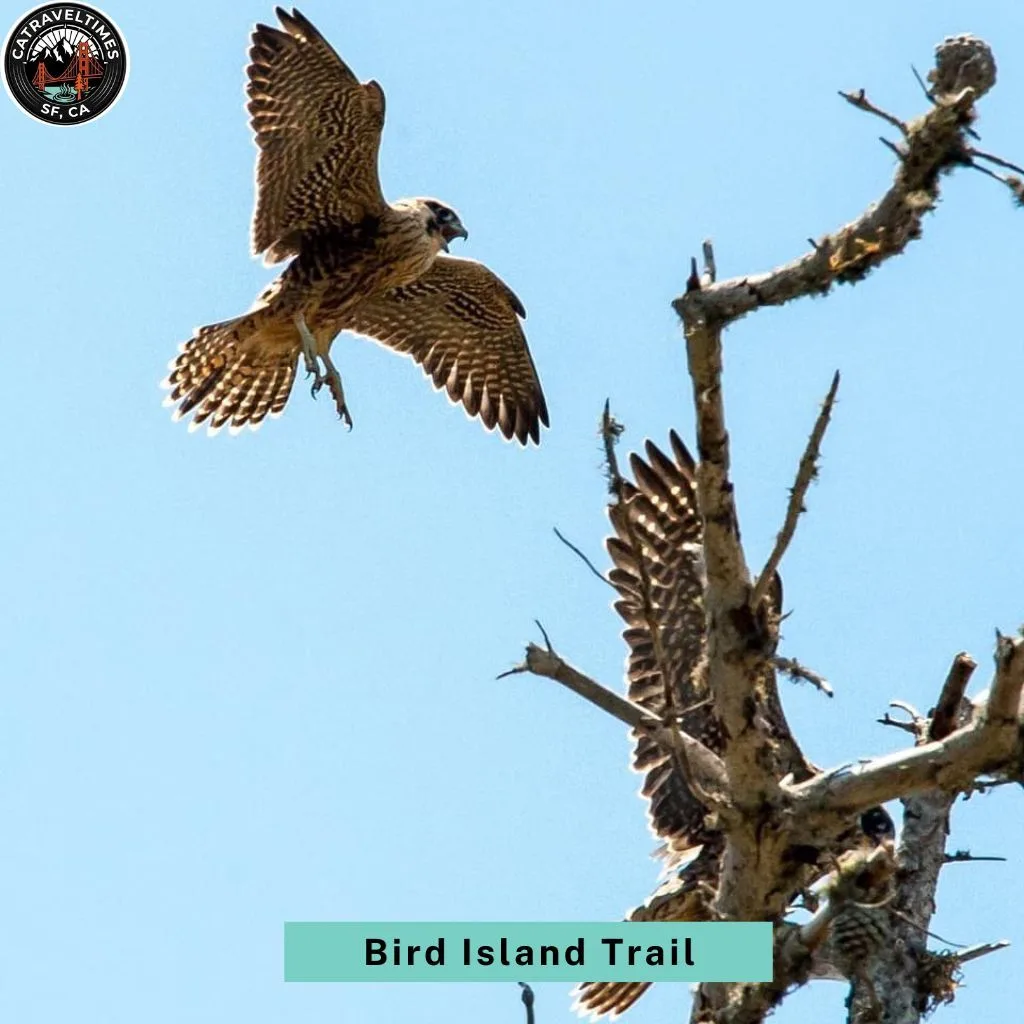 Point Lobos State Natural Reserve: Updated Guide 2026 3 Bird Island Trail