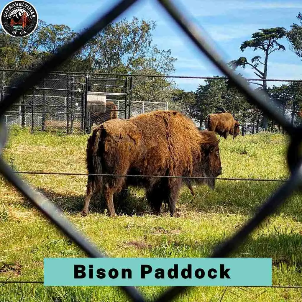 Golden Gate Park San Francisco Things to Do: Complete Guide 2026 8 Bison Paddock