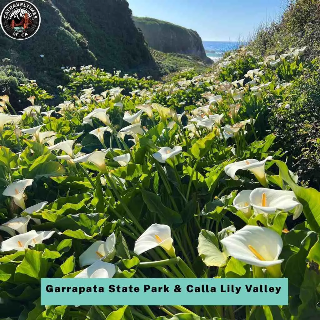 Garrapata State Park & Calla Lily Valley