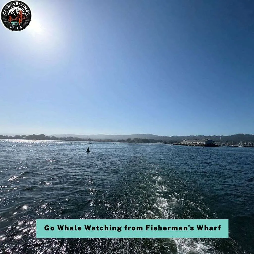 Things to Do in Monterey and Carmel: Your Ultimate California Coastal Guide 2026 4 Go Whale Watching from Fisherman's Wharf
