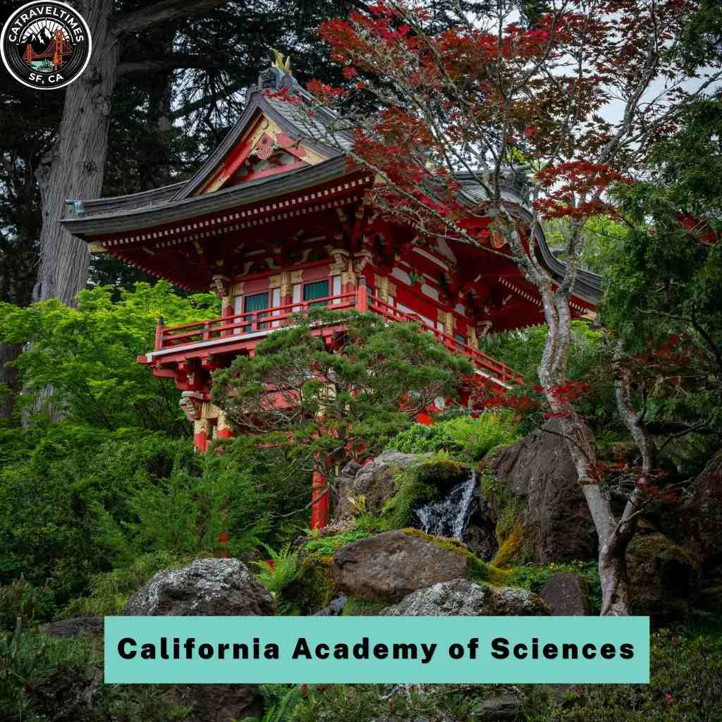 Golden Gate Park San Francisco Things to Do: Complete Guide 2026 3 Japanese Tea Garden