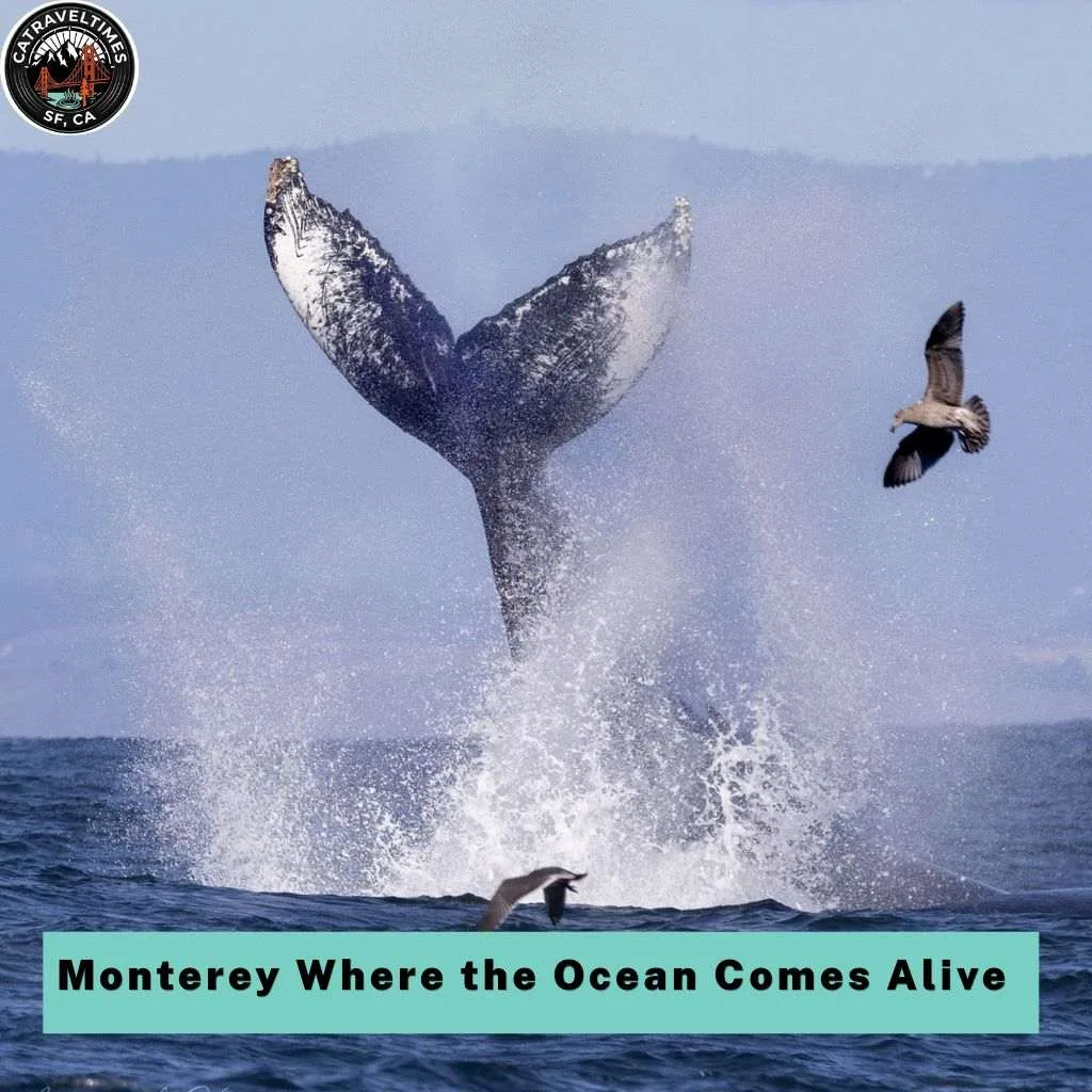 Monterey Where the Ocean Comes Alive