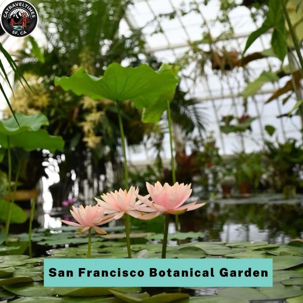 Golden Gate Park San Francisco Things to Do: Complete Guide 2026 7 San Francisco Botanical Garden