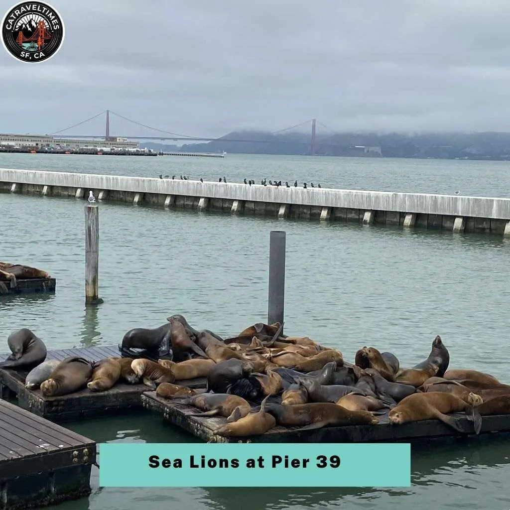 10 Best San Francisco Bay Cruise: The Updated Guide 2026 12 Sea Lions at Pier 39