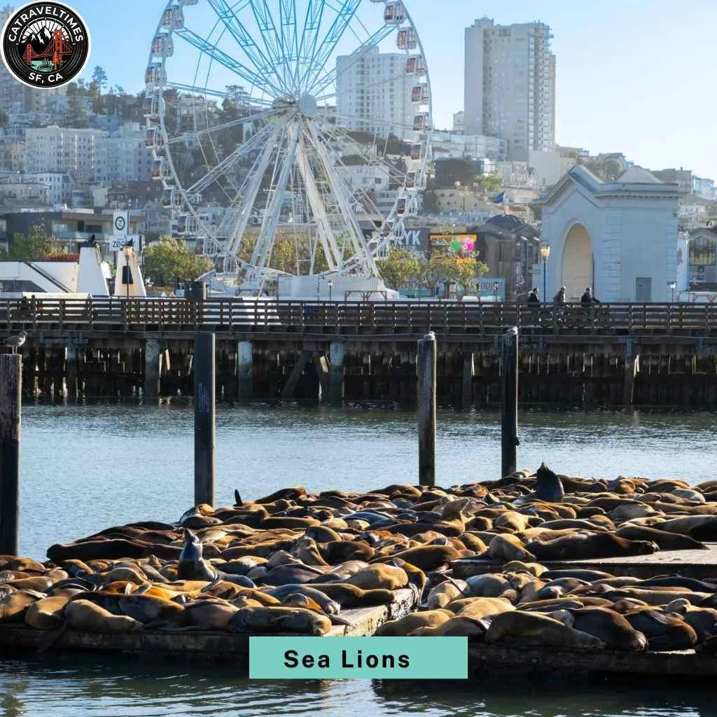 Watch the World-Famous Sea Lions