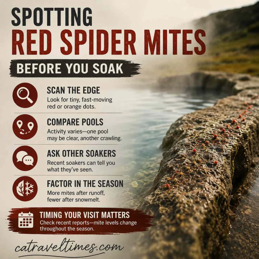 Spotting Red Spider Mites Before You Soak