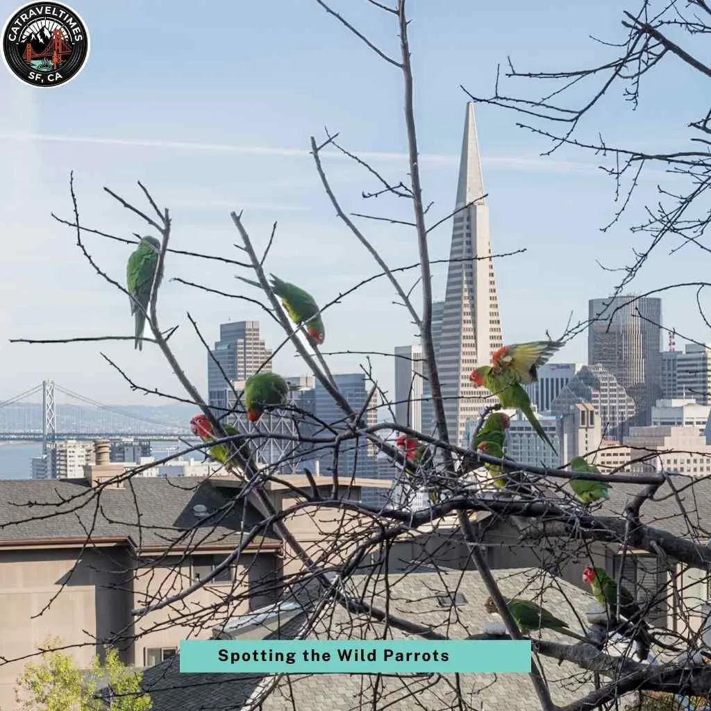 Spotting the Wild Parrots