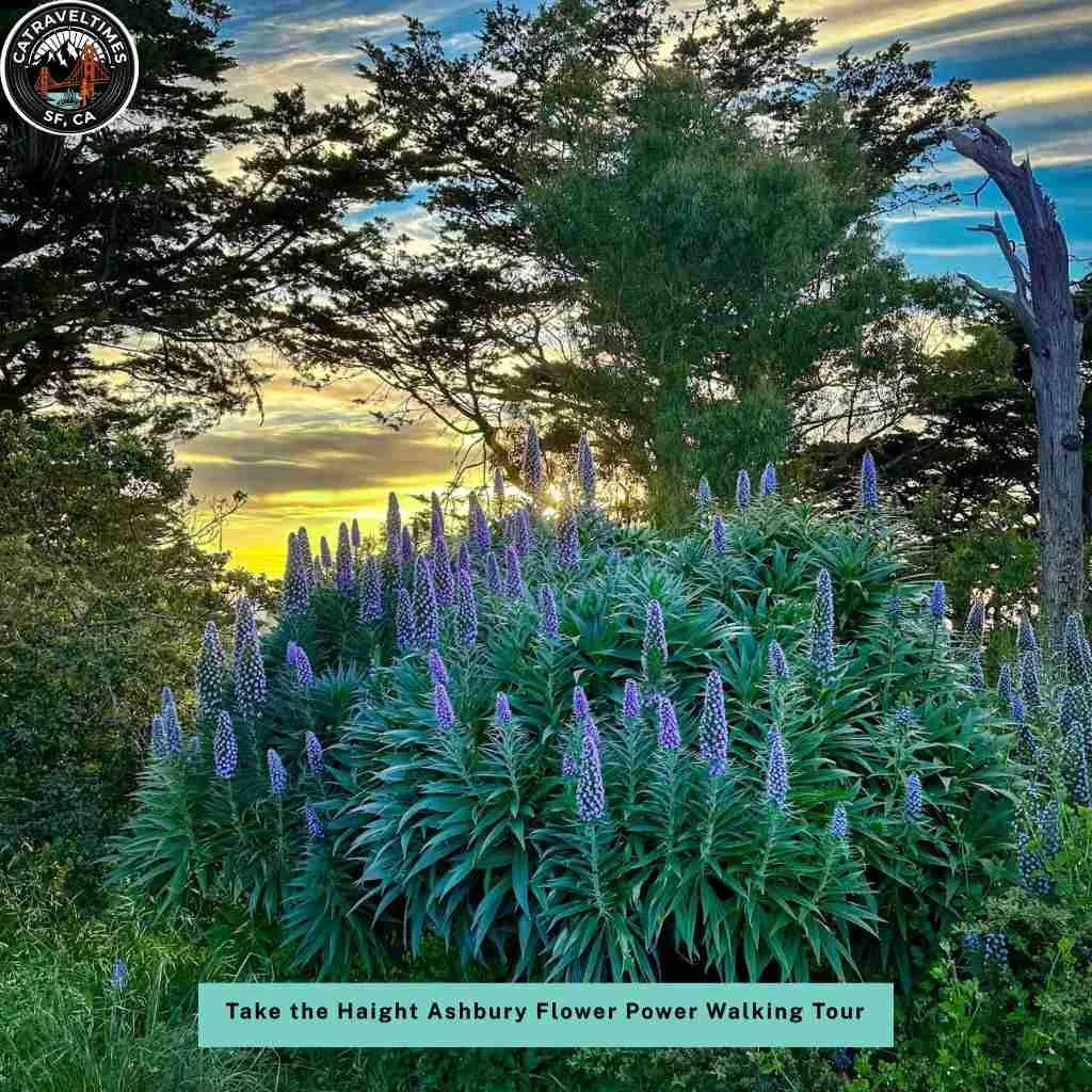 Take the Haight Ashbury Flower Power Walking Tour